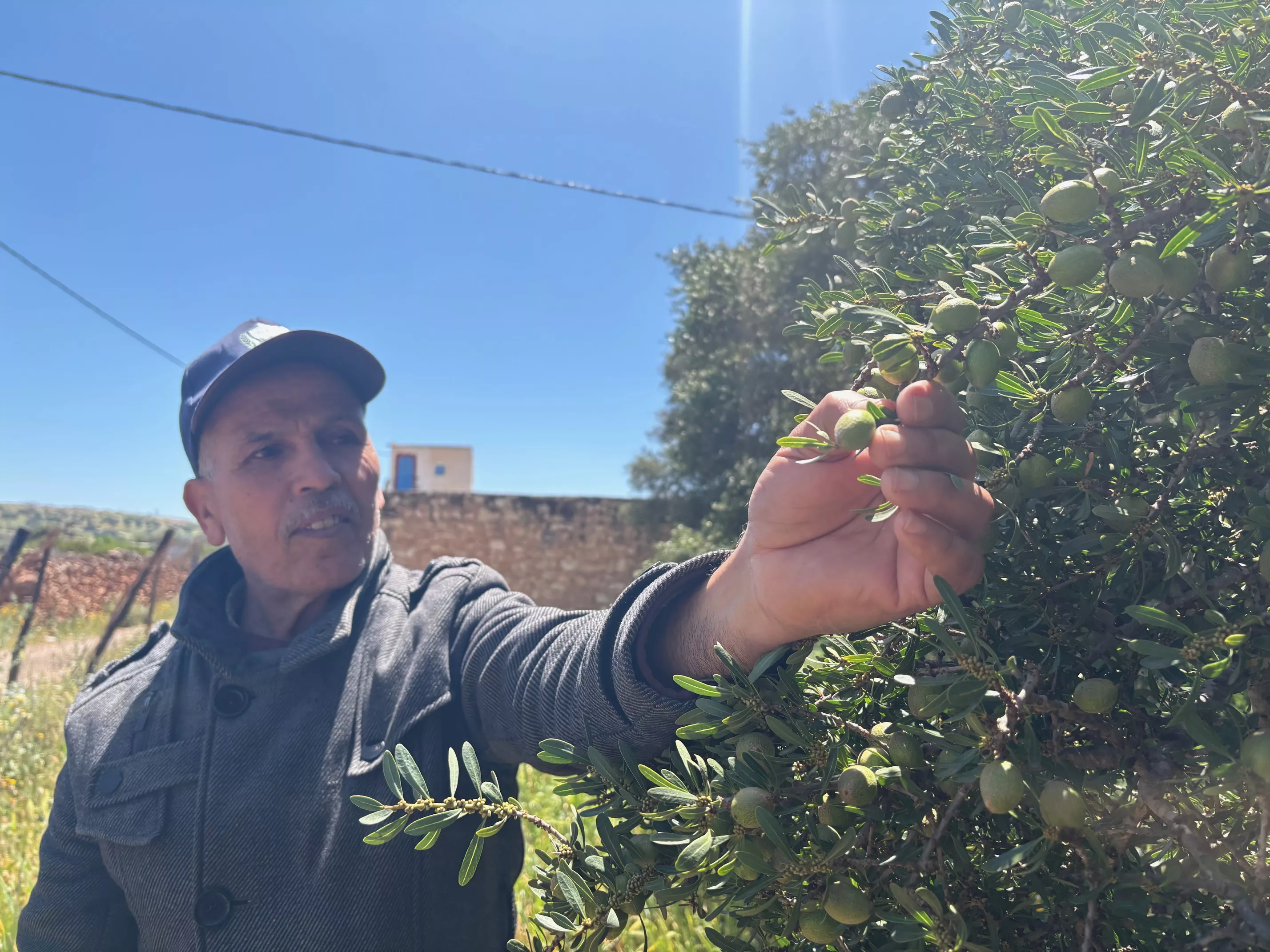 Essaouira: After the Rains, Brighter Days Ahead for the Argan Sector